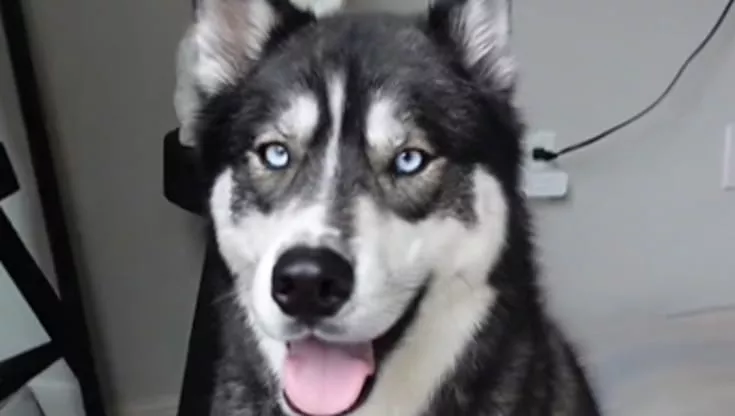 Un violento temporale in Florida ha spaventato Titan, un Husky siberiano. Il suo rifugio nella vasca e l’abbraccio del padrone hanno toccato migliaia.