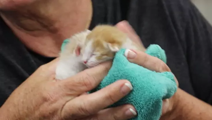Trovati in fin di vita in un parcheggio, Frodo e Sam oggi lottano con forza per vivere: abbandonati da neonati, sono un simbolo di speranza.