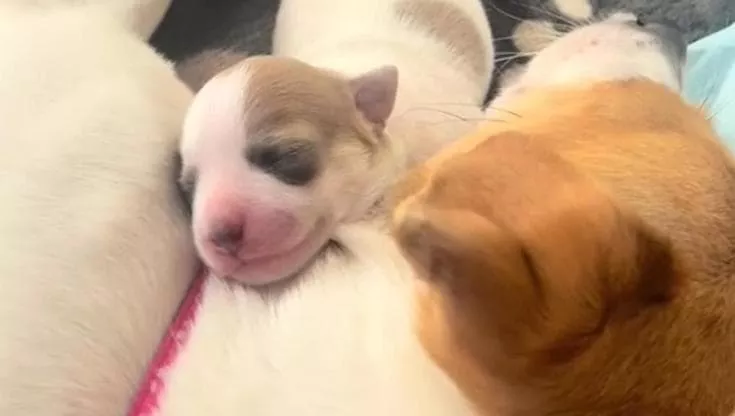 Credevano di aver salvato un cane dal rifugio, ma Scottie aveva un segreto: portava in grembo due cuccioli, nati sul divano di casa.