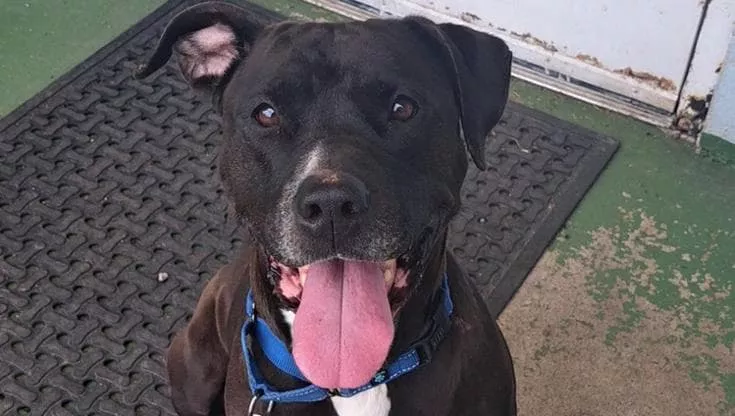 La zampa che salva la vita: la cagnolina Sienna “sente” una crisi epilettica e cambia il destino di un uomo