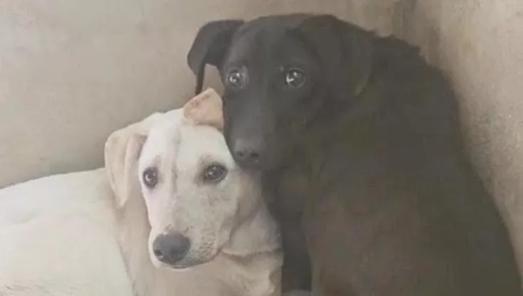 Orfani e abbracciati nella paura: il dramma di Albus e Minerva, cuccioli in cerca di salvezza