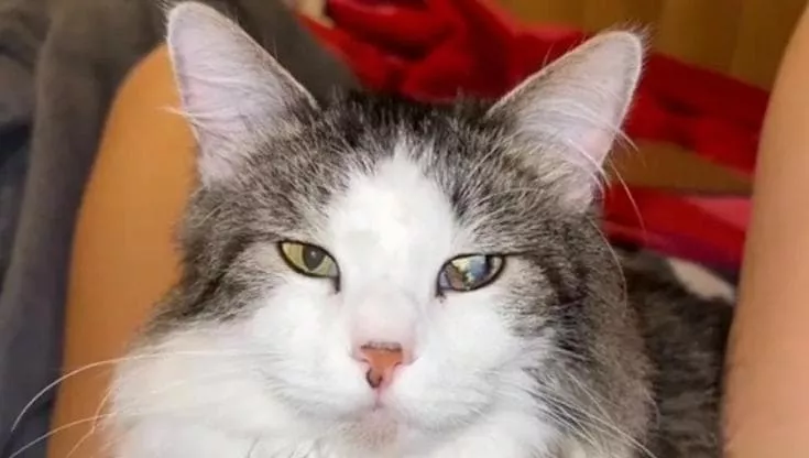 Scartato da tutti per l’età e l’aspetto, oggi è il gatto più coccolato del web: il video dell’adozione fa il pieno di cuori su TikTok.