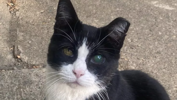 Muore il suo gatto e incontra un randagio identico: “Era lui, si è reincarnato per me”