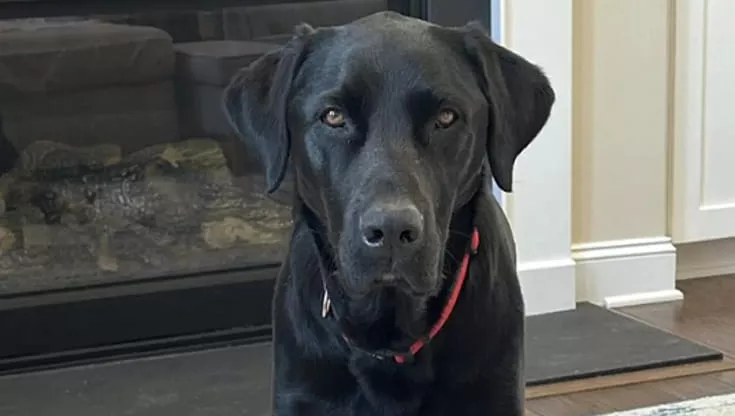 Una donna riporta a casa un Labrador nero dall’asilo per cani ma scopre che non è il suo: la verità grazie a un dente scheggiato.