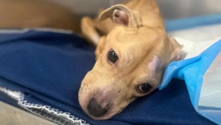 Era rinchiusa in una gabbia arrugginita, invisibile al mondo. Ma qualcuno ha visto in lei un'anima da salvare. Oggi, Lexi sorride alla vita.