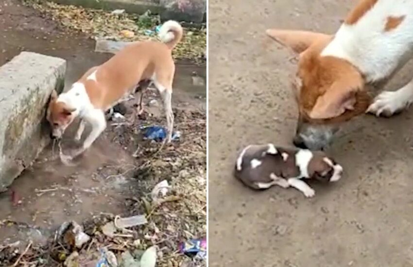 Trovata sola davanti a un supermercato con le mammelle piene di latte, la cagnolina Topina piange i suoi cuccioli e li cerca disperatamente.