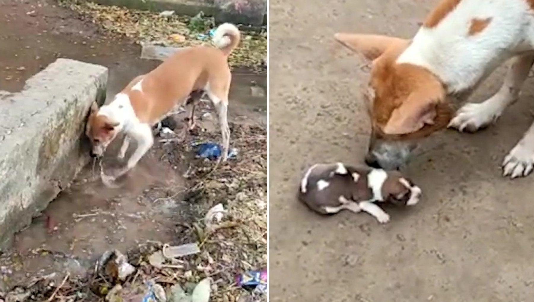 Trovata sola davanti a un supermercato con le mammelle piene di latte, la cagnolina Topina piange i suoi cuccioli e li cerca disperatamente.