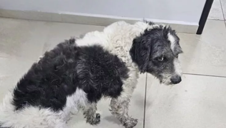 Salvato tra le macerie di un rogo doloso, ferito e solo, oggi Fenix cerca una nuova vita e qualcuno che lo ami davvero.