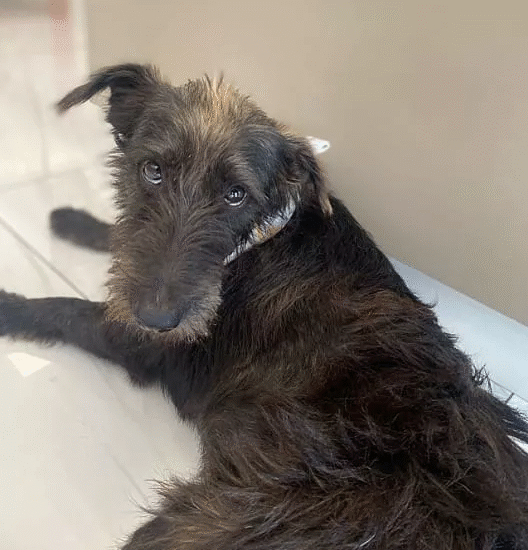 Travolto da un camion e abbandonato in strada, Diesel oggi regala amore e conforto a tutti: il cane “terapeuta” che aspetta ancora una famiglia.
