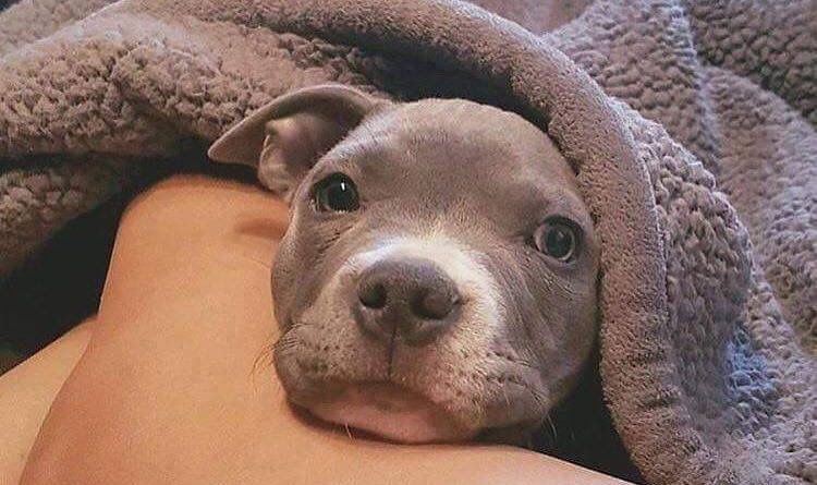 Destinata all’eutanasia dopo il parto, una cagnolina trova la salvezza grazie a una donna dal cuore grande. Ora lei e il cucciolo hanno una nuova casa.