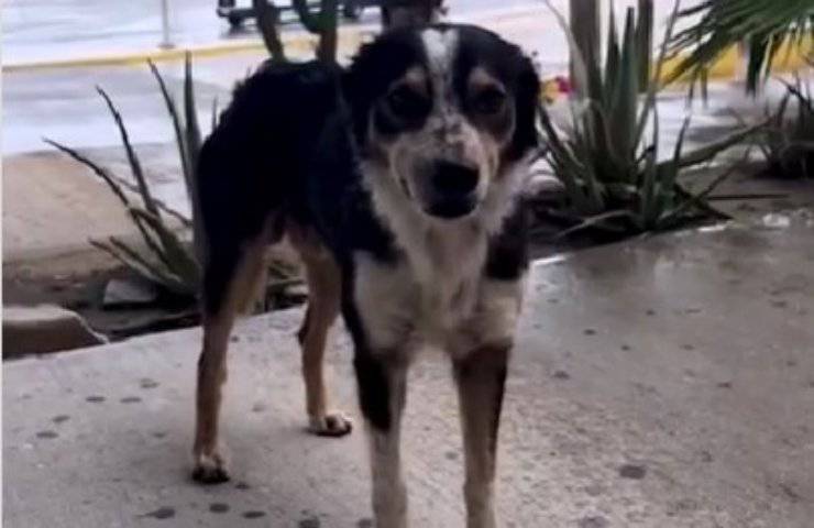 Un cane lasciato solo dopo un viaggio aereo finito male: per dodici mesi ha atteso fiducioso tra freddo e pioggia. Ora ha finalmente una casa.