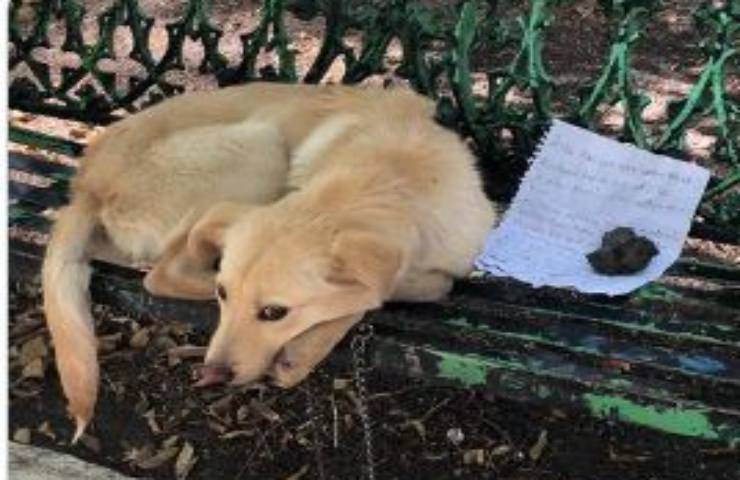 Max, cucciolo di 7 mesi, è stato lasciato in un parco per sfuggire ai maltrattamenti familiari. Salvato da una volontaria, ora è finalmente al sicuro.