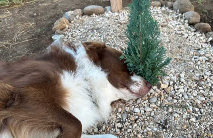 A Brescia, il dolore di un cane per la perdita della sua amica commuove chiunque: Bamboo veglia la tomba di Carla per giorni, senza mai allontanarsi.
