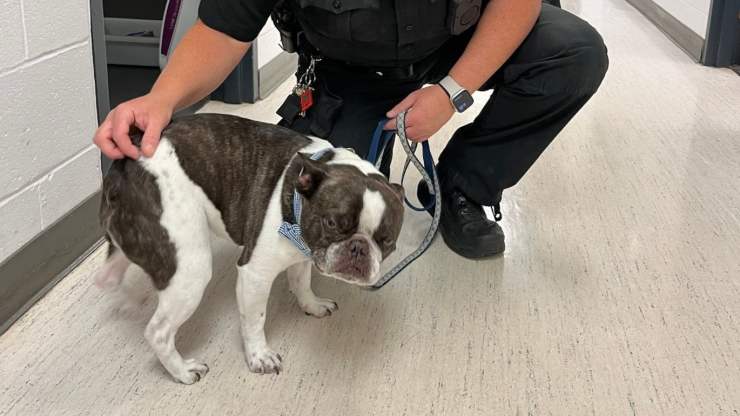 Dice che è il suo cane da supporto emotivo, ma lo abbandona per salire sull’aereo