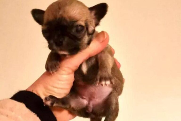 Nata con gravi malformazioni, la piccola Stellina sorprende tutti con la sua voglia di vivere, contro ogni previsione medica. Ora è simbolo di speranza.