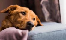Una coppia lascia il proprio cane in un appartamento affittato su Airbnb e se ne va. Ma la reazione del gestore sorprende tutti.