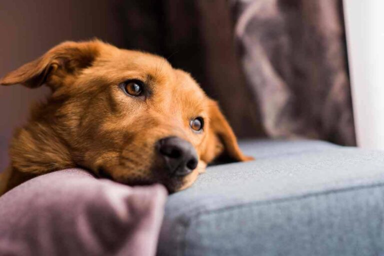 Una coppia lascia il proprio cane in un appartamento affittato su Airbnb e se ne va. Ma la reazione del gestore sorprende tutti.