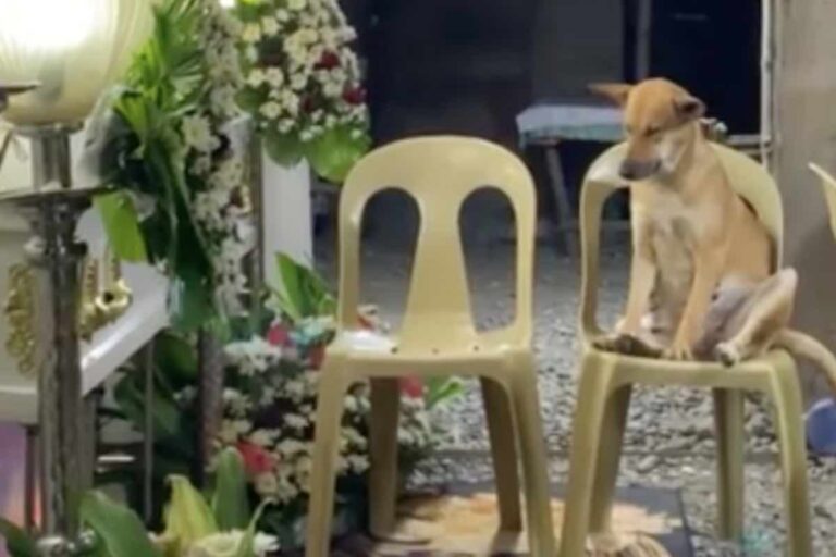 Durante il funerale della sua amata padrona, un cane si siede accanto all’altare e chiude gli occhi: la scena strappa lacrime sui social.