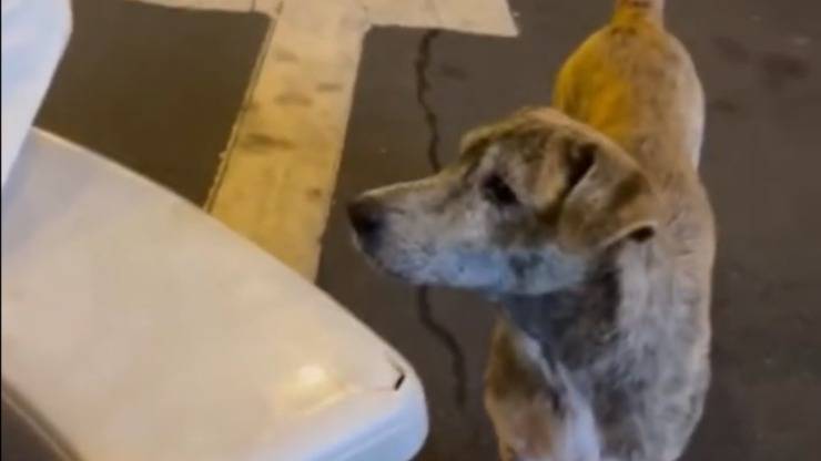 Era affamato e disperato, ma una ragazza gli tende una forchetta: il video del cane che piange ha commosso milioni di persone.