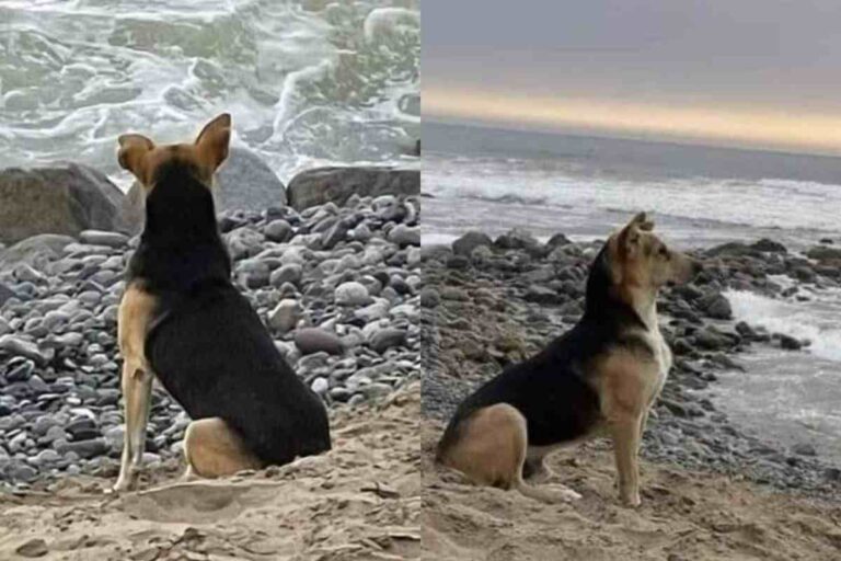 Il cane Vaguito torna ogni mattina sulla spiaggia di Punta Negra, dove vide per l’ultima volta il suo padrone pescatore scomparso tra le onde.