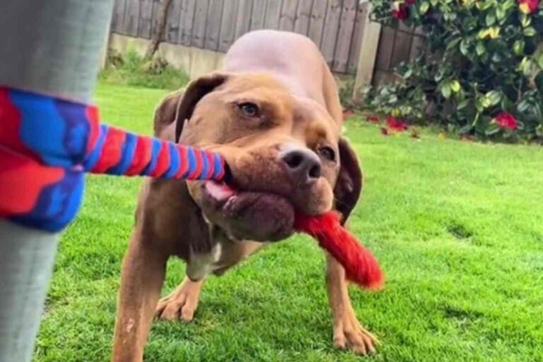 Lasciato in strada a sei mesi, con segni evidenti di maltrattamenti, ora Moose ha trovato una casa e una nuova gioia di vivere.