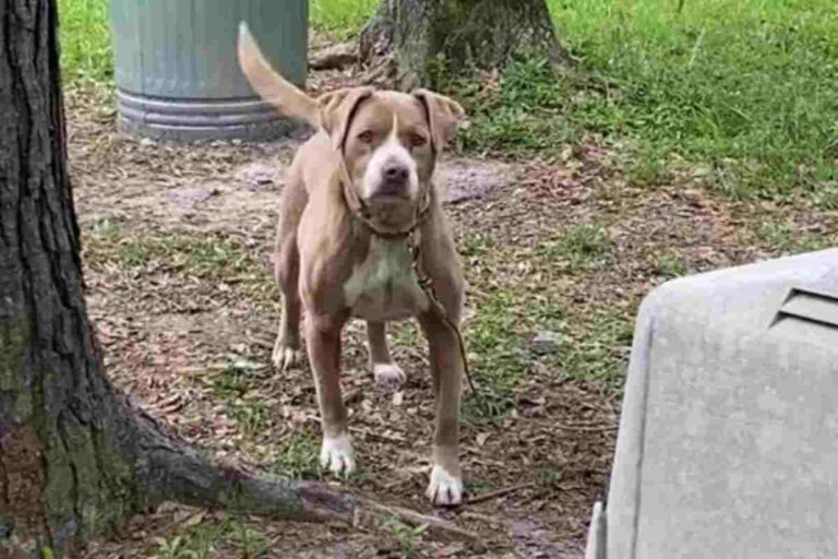 Una coppia scopre un Pitbull abbandonato nel giardino della nuova casa. Oggi l’animale vive felice insieme a tre gatti e due nuovi padroni.