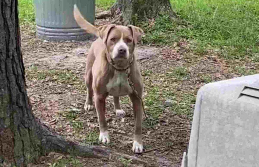 Una coppia scopre un Pitbull abbandonato nel giardino della nuova casa. Oggi l’animale vive felice insieme a tre gatti e due nuovi padroni.