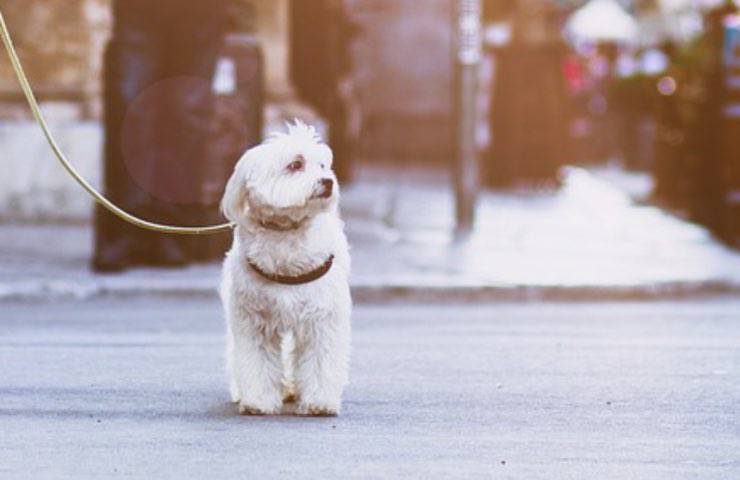 A Vieste, un gruppo di studenti salva un cane smarrito mettendo in pratica gli insegnamenti di educazione civica: un gesto che commuove tutta la città.