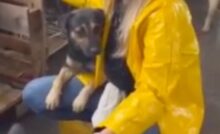 Lo abbracciava con tutte le forze: il cane smarrito nell’alluvione ritrova il suo papà umano Spaventato e solo, il piccolo Chorao temeva di essere abbandonato per sempre. L’abbraccio disperato a una volontaria ha commosso il mondo intero. Il piccolo Chorao salvato dall’alluvione in Brasile: tremava per la paura e non voleva lasciarla più Un cucciolo di cane dal pelo chiaro, visibilmente scosso, stringeva con tutte le sue forze la volontaria che lo aveva appena salvato. Le sue zampette aggrappate al giubbotto giallo della soccorritrice e lo sguardo smarrito hanno raccontato meglio di mille parole il terrore vissuto da Chorao, uno dei tanti animali coinvolti nella devastante alluvione che ha colpito nei giorni scorsi vaste aree del Brasile. Il video del salvataggio, diffuso dal profilo ufficiale della NAPA (Núcleo de Atenção aos Pequenos Animais), ha fatto rapidamente il giro del mondo, diventando virale per l’intensità del momento immortalato: Chorao, trovato solo, tremante, senza più un riferimento, abbracciava disperatamente la volontaria come se fosse l’unica ancora possibile di salvezza. Quel gesto straziante ha commosso il web: grazie al video, il cane ha ritrovato la sua famiglia Inizialmente non si sapeva nulla della famiglia di Chorao. Il piccolo era stato soccorso in mezzo al fango, spaventato e confuso. Ma il destino aveva in serbo un colpo di scena. Quel breve video, postato sui social dell’associazione, è arrivato fino agli occhi del suo papà umano, che da giorni lo cercava disperatamente, convinto ormai di averlo perso per sempre. Commosso nel riconoscere il suo cane, l’uomo ha contattato la NAPA e il ricongiungimento non ha tardato ad arrivare. Le immagini successive, sempre condivise dall’associazione brasiliana, mostrano Chorao finalmente sereno, con la coda che scodinzola e gli occhi pieni di gratitudine. Una storia a lieto fine che dà speranza: l’abbraccio che ha cambiato tutto In questo caso, non si è trattato di un abbandono, ma delle terribili conseguenze di una catastrofe naturale. L’alluvione ha separato famiglie e animali, distrutto case e certezze. Ma grazie all’impegno delle volontarie della NAPA, il piccolo Chorao ha potuto riabbracciare il suo amico umano. L’associazione ha voluto ringraziare pubblicamente chi si è mobilitato per aiutare gli animali sfollati: “Quel giorno, quando Chorao ha stretto quella volontaria, abbiamo capito che anche i cuori spezzati possono tornare a battere insieme.”