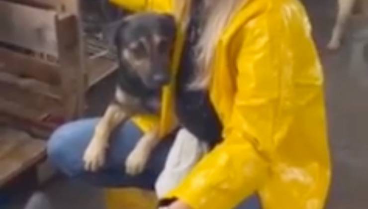 Lo abbracciava con tutte le forze: il cane smarrito nell’alluvione ritrova il suo papà umano Spaventato e solo, il piccolo Chorao temeva di essere abbandonato per sempre. L’abbraccio disperato a una volontaria ha commosso il mondo intero. Il piccolo Chorao salvato dall’alluvione in Brasile: tremava per la paura e non voleva lasciarla più Un cucciolo di cane dal pelo chiaro, visibilmente scosso, stringeva con tutte le sue forze la volontaria che lo aveva appena salvato. Le sue zampette aggrappate al giubbotto giallo della soccorritrice e lo sguardo smarrito hanno raccontato meglio di mille parole il terrore vissuto da Chorao, uno dei tanti animali coinvolti nella devastante alluvione che ha colpito nei giorni scorsi vaste aree del Brasile. Il video del salvataggio, diffuso dal profilo ufficiale della NAPA (Núcleo de Atenção aos Pequenos Animais), ha fatto rapidamente il giro del mondo, diventando virale per l’intensità del momento immortalato: Chorao, trovato solo, tremante, senza più un riferimento, abbracciava disperatamente la volontaria come se fosse l’unica ancora possibile di salvezza. Quel gesto straziante ha commosso il web: grazie al video, il cane ha ritrovato la sua famiglia Inizialmente non si sapeva nulla della famiglia di Chorao. Il piccolo era stato soccorso in mezzo al fango, spaventato e confuso. Ma il destino aveva in serbo un colpo di scena. Quel breve video, postato sui social dell’associazione, è arrivato fino agli occhi del suo papà umano, che da giorni lo cercava disperatamente, convinto ormai di averlo perso per sempre. Commosso nel riconoscere il suo cane, l’uomo ha contattato la NAPA e il ricongiungimento non ha tardato ad arrivare. Le immagini successive, sempre condivise dall’associazione brasiliana, mostrano Chorao finalmente sereno, con la coda che scodinzola e gli occhi pieni di gratitudine. Una storia a lieto fine che dà speranza: l’abbraccio che ha cambiato tutto In questo caso, non si è trattato di un abbandono, ma delle terribili conseguenze di una catastrofe naturale. L’alluvione ha separato famiglie e animali, distrutto case e certezze. Ma grazie all’impegno delle volontarie della NAPA, il piccolo Chorao ha potuto riabbracciare il suo amico umano. L’associazione ha voluto ringraziare pubblicamente chi si è mobilitato per aiutare gli animali sfollati: “Quel giorno, quando Chorao ha stretto quella volontaria, abbiamo capito che anche i cuori spezzati possono tornare a battere insieme.”