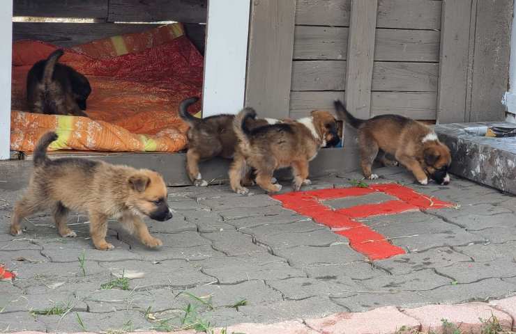 Elsa, la cagnolina incinta che ha trovato rifugio in chiesa: ora cerca casa con i suoi cuccioli