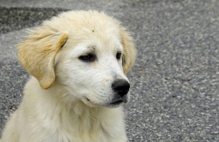 Intrappolato in auto sotto il sole rovente, senza cibo né acqua: il cucciolo ha lottato tra la vita e la morte prima dei soccorsi.