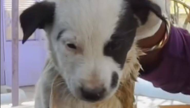 Amore senza confini: la cagnolina che ha chiesto aiuto per il suo cucciolo