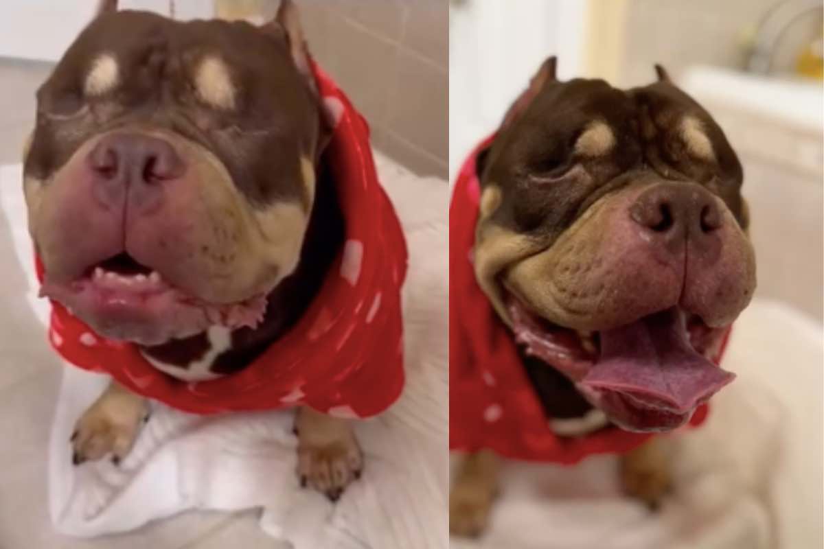 Demy, il cucciolo cieco salvato dal veterinario: stava per essere soppresso durante un trasloco