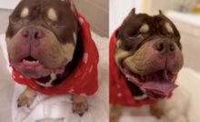 Un cucciolo non vedente stava per essere soppresso perché “di troppo” durante un trasloco. Ma un medico ha visto in lui qualcosa di speciale.