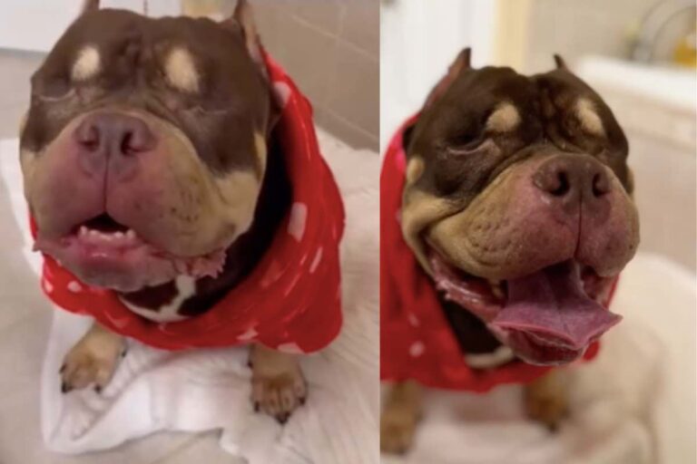 Un cucciolo non vedente stava per essere soppresso perché “di troppo” durante un trasloco. Ma un medico ha visto in lui qualcosa di speciale.