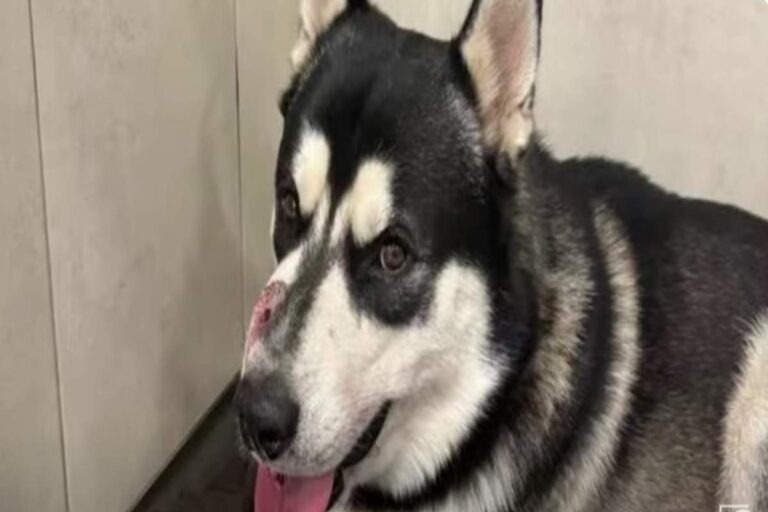 Un Husky si è lanciato tra il padrone e l’aggressore armato. Colpito al muso, ha salvato la vita al ragazzo con un atto eroico.