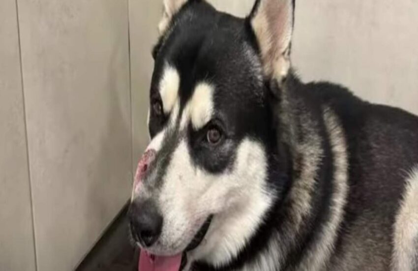 Un Husky si è lanciato tra il padrone e l’aggressore armato. Colpito al muso, ha salvato la vita al ragazzo con un atto eroico.