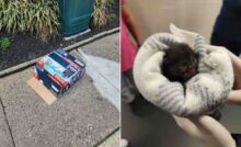 Il cucciolo miagolava disperato davanti al rifugio, ancora con il cordone ombelicale: salvato appena in tempo, ora vive una vita piena e felice.
