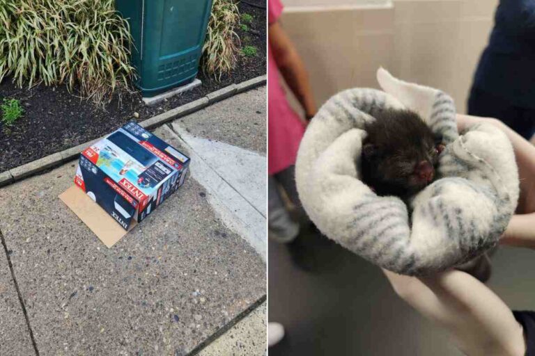 Il cucciolo miagolava disperato davanti al rifugio, ancora con il cordone ombelicale: salvato appena in tempo, ora vive una vita piena e felice.