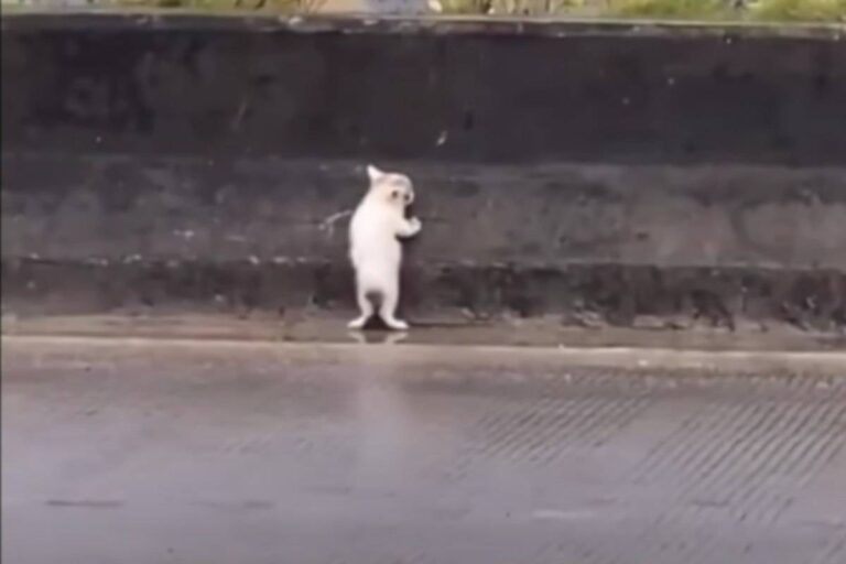 Tra le auto in corsa e la pioggia battente, un cucciolo di gatto è stato salvato da un passante che ha commosso il web