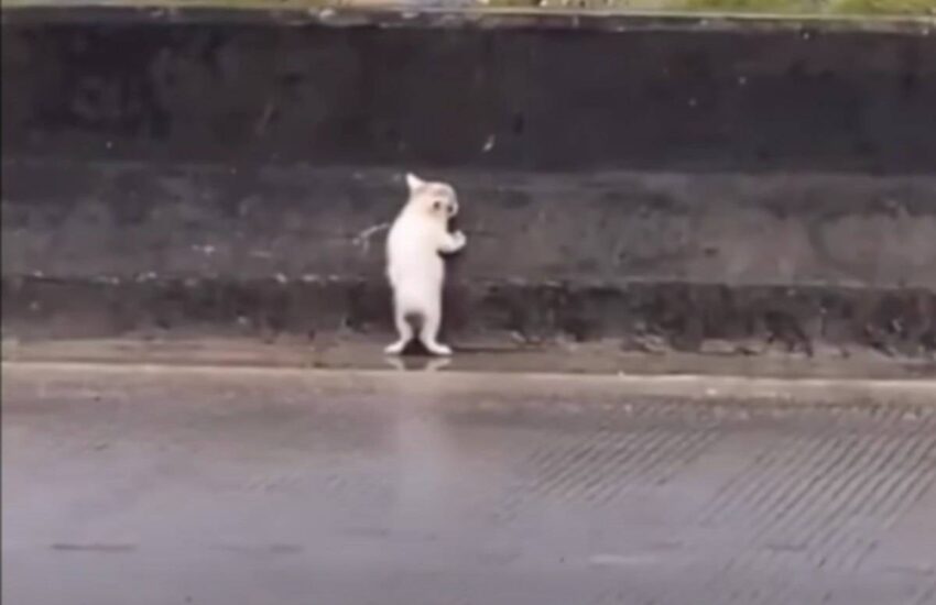 Tra le auto in corsa e la pioggia battente, un cucciolo di gatto è stato salvato da un passante che ha commosso il web