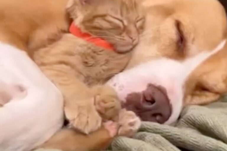 Ogni anno accoglie decine di gattini orfani e li cresce con amore materno. Ginger, dolce Pitbull, è la mamma che tutti vorrebbero avere.