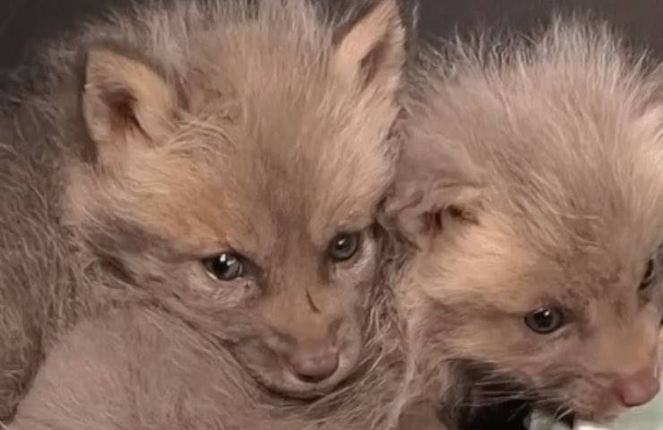 Separato brutalmente dalla madre in un allevamento, un cucciolo di volpe viene salvato grazie a un estremo gesto d’amore. Ora è al sicuro e ha trovato nuovi compagni di gioco.