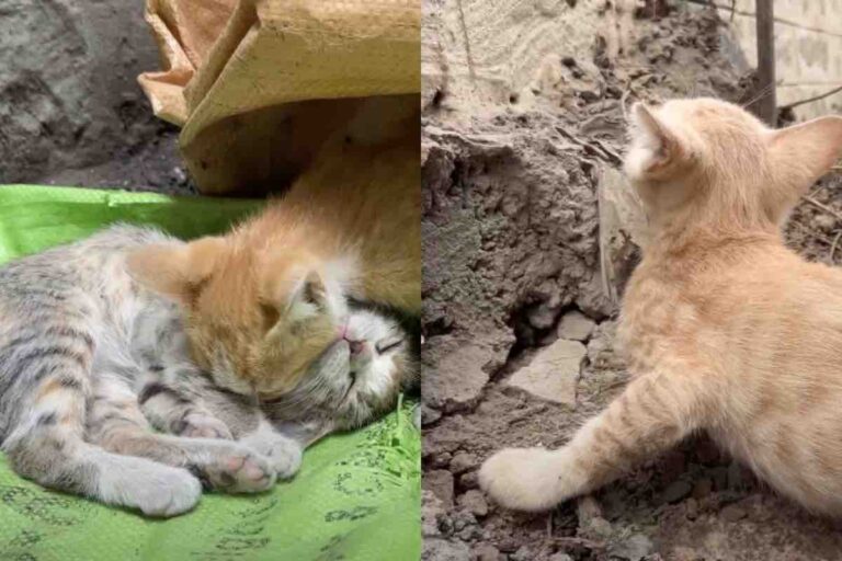 Un micetto arancione riesce ad attirare un volontario e a salvare la vita al fratello malato. Ora vivono felici in un rifugio con una nuova mamma gatta Un gattino randagio porta un uomo dal fratellino malato e gli salva la vita. Adesso sono al sicuro, accuditi da una gatta che li ha adottati. La richiesta d’aiuto del piccolo eroe Il video pubblicato dal canale YouTube Animal’s Cottage racconta una vicenda che ha toccato il cuore di migliaia di persone. Un gattino randagio, dal pelo arancione e gli occhi verdi, si aggirava in strada visibilmente agitato. Nonostante fosse affamato e debole, non cercava cibo per sé, ma tentava in ogni modo di attirare l’attenzione dei passanti. Il suo obiettivo era uno solo: salvare il suo fratellino, in gravi condizioni di salute. Un uomo che si trovava nella zona si è accorto del comportamento insistente del gattino e, inizialmente, ha provato a offrirgli del cibo per calmarlo. Dopo aver guadagnato la sua fiducia, il micetto lo ha condotto in un rifugio di fortuna, dove giaceva un secondo cucciolo grigio, immobile a terra e con evidenti difficoltà respiratorie. Il salvataggio e la corsa verso la clinica L’uomo, per fortuna, era un volontario impegnato nella cura dei gatti randagi. Quel giorno si trovava in zona per distribuire cibo, ma non avrebbe mai immaginato di essere chiamato in causa da un cucciolo in cerca d’aiuto. Dopo aver compreso la gravità della situazione, ha subito prestato soccorso a entrambi, offrendo carezze, parole rassicuranti e degli snack energetici liquidi per dare loro un primo sollievo. Verificata l’assenza della madre, li ha avvolti con delicatezza e li ha portati presso la clinica veterinaria più vicina. I gattini, debilitati dal freddo e dalla malnutrizione, sono stati sottoposti alle prime cure e, una volta stabilizzati, trasferiti in un rifugio sicuro. Una nuova casa e una nuova mamma gatta Nel rifugio, i due cuccioli hanno trovato una sorpresa: una gatta adulta di nome Ruby, dal pelo bianco, che li ha accolti come fossero suoi figli. Senza esitazione, Ruby ha iniziato a leccarli e proteggerli, diventando per loro una vera mamma adottiva. La connessione tra loro è stata immediata. Ma le sorprese non erano finite. Nel rifugio erano presenti anche altri cuccioli che si sono poi rivelati essere fratelli dei due micetti salvati. La famiglia, finalmente ricongiunta, ha potuto ricominciare in un ambiente sicuro e pieno di amore. Il video si chiude con l’intera cucciolata, accoccolata su un morbido puff arcobaleno accanto a Ruby. Una scena che, secondo gli utenti, rappresenta perfettamente cosa significhi essere salvati non solo nel corpo, ma anche nell’anima.