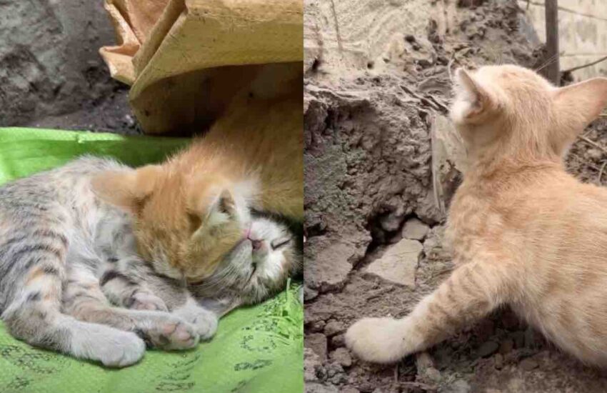 Un micetto arancione riesce ad attirare un volontario e a salvare la vita al fratello malato. Ora vivono felici in un rifugio con una nuova mamma gatta Un gattino randagio porta un uomo dal fratellino malato e gli salva la vita. Adesso sono al sicuro, accuditi da una gatta che li ha adottati. La richiesta d’aiuto del piccolo eroe Il video pubblicato dal canale YouTube Animal’s Cottage racconta una vicenda che ha toccato il cuore di migliaia di persone. Un gattino randagio, dal pelo arancione e gli occhi verdi, si aggirava in strada visibilmente agitato. Nonostante fosse affamato e debole, non cercava cibo per sé, ma tentava in ogni modo di attirare l’attenzione dei passanti. Il suo obiettivo era uno solo: salvare il suo fratellino, in gravi condizioni di salute. Un uomo che si trovava nella zona si è accorto del comportamento insistente del gattino e, inizialmente, ha provato a offrirgli del cibo per calmarlo. Dopo aver guadagnato la sua fiducia, il micetto lo ha condotto in un rifugio di fortuna, dove giaceva un secondo cucciolo grigio, immobile a terra e con evidenti difficoltà respiratorie. Il salvataggio e la corsa verso la clinica L’uomo, per fortuna, era un volontario impegnato nella cura dei gatti randagi. Quel giorno si trovava in zona per distribuire cibo, ma non avrebbe mai immaginato di essere chiamato in causa da un cucciolo in cerca d’aiuto. Dopo aver compreso la gravità della situazione, ha subito prestato soccorso a entrambi, offrendo carezze, parole rassicuranti e degli snack energetici liquidi per dare loro un primo sollievo. Verificata l’assenza della madre, li ha avvolti con delicatezza e li ha portati presso la clinica veterinaria più vicina. I gattini, debilitati dal freddo e dalla malnutrizione, sono stati sottoposti alle prime cure e, una volta stabilizzati, trasferiti in un rifugio sicuro. Una nuova casa e una nuova mamma gatta Nel rifugio, i due cuccioli hanno trovato una sorpresa: una gatta adulta di nome Ruby, dal pelo bianco, che li ha accolti come fossero suoi figli. Senza esitazione, Ruby ha iniziato a leccarli e proteggerli, diventando per loro una vera mamma adottiva. La connessione tra loro è stata immediata. Ma le sorprese non erano finite. Nel rifugio erano presenti anche altri cuccioli che si sono poi rivelati essere fratelli dei due micetti salvati. La famiglia, finalmente ricongiunta, ha potuto ricominciare in un ambiente sicuro e pieno di amore. Il video si chiude con l’intera cucciolata, accoccolata su un morbido puff arcobaleno accanto a Ruby. Una scena che, secondo gli utenti, rappresenta perfettamente cosa significhi essere salvati non solo nel corpo, ma anche nell’anima.