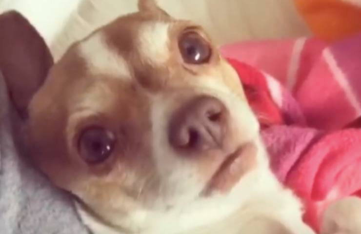 Recuperato moribondo e considerato senza speranze dai veterinari, il piccolo Bitty oggi è una star felice grazie all’amore di chi ha creduto in lui.
