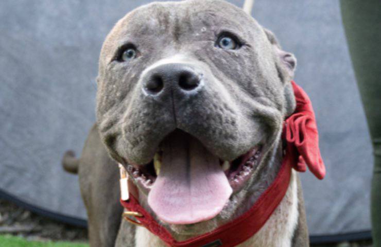 Un senzatetto lascia il suo cane con una lettera struggente: “Fate per lui ciò che io non posso più fare”.
