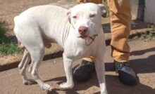 Dopo aver messo in salvo i suoi umani durante un incendio, il cane Thor scompare nel nulla. Ma il finale è a lieto fine.