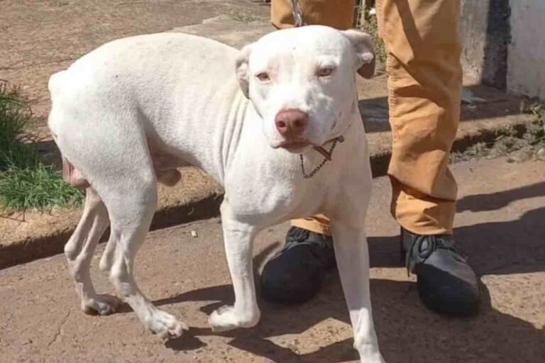 Dopo aver messo in salvo i suoi umani durante un incendio, il cane Thor scompare nel nulla. Ma il finale è a lieto fine.